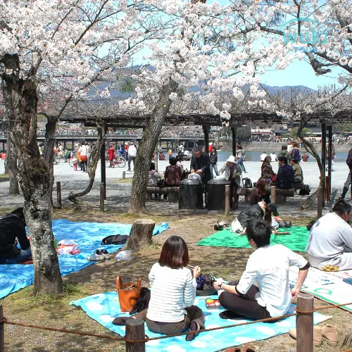 Paket Honeymoon Jepang 2025: Romantis dan Berkesan Istimewa